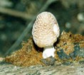 /album/photo-gallery-homepage4/orange-mat-coprinus-jpg1/